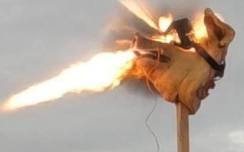 Porcos foram ‘pilotos de teste’ para óculos-bomba que cegaram pilotos do Exército russo
