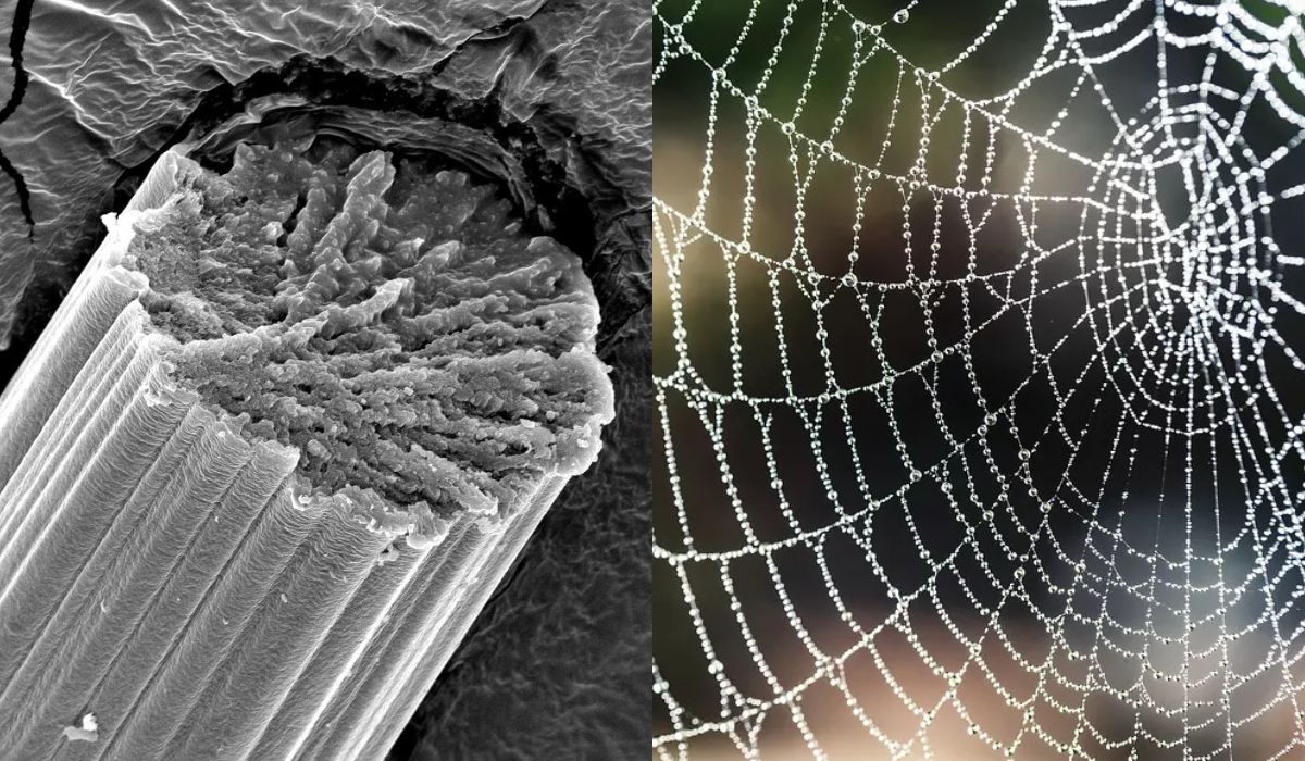 Mais forte que o aço? O segredo revelado da teia de aranha que faz coletes a brova de balas mais resistente que o KEVLAR